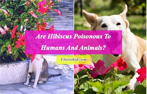 are hibiscus flowers poisonous|are hibiscus poisonous to humans.